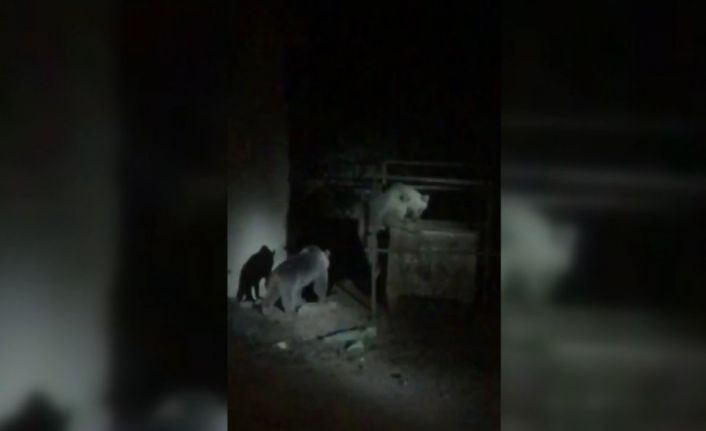 Çöplükte yiyecek arayan ayılar görüntülendi