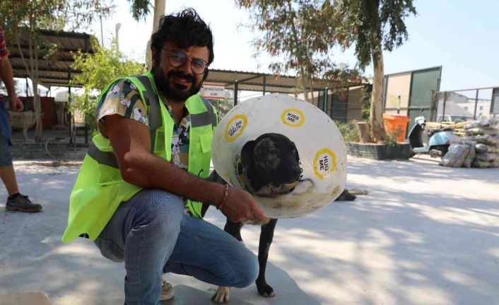 Didim Belediyesi Barınağı’nda yüz nakli yapılan ’Maylo’ yeni yuvasını arıyor