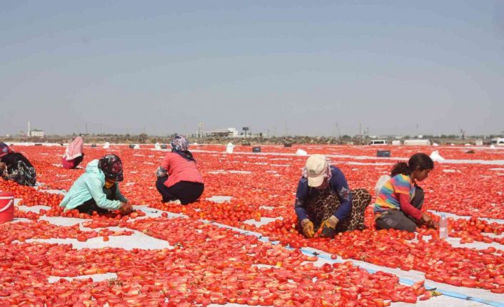Diyarbakır Valisi Su, “2021 yılı içerisinde 127 bin 414 dekarda 376 bin 746 ton sebze üretimini gerçekleştirdik”