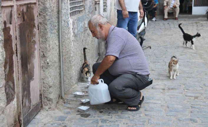 Diyarbakır’da sokak hayvanlarına destek: Günde 3 bin hayvana mama dağıtılıyor