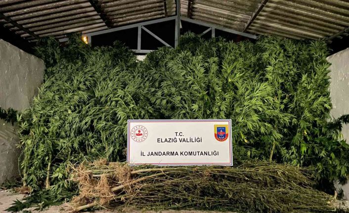 Elazığ’da 68 kök kenevir ve 25 kilogram kubar esrar ele geçirildi