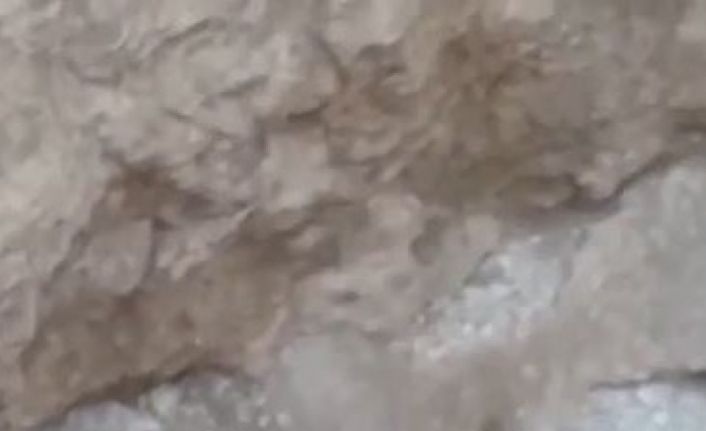 Elazığ’da  Arap tavşanı görüntülendi