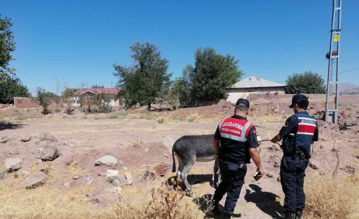 Eşekleri traktörün arkasına bağlayıp sürüklemişti, o sürücü bulundu ceza kesildi
