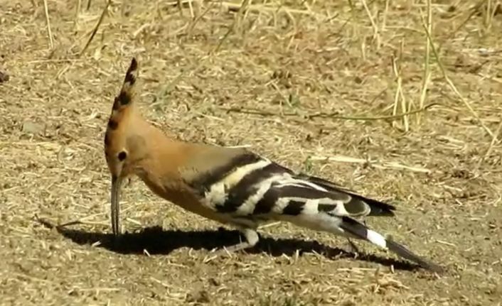 Eşlerine bağlılıklarıyla bilinen ibibik kuşlarının yem telaşı