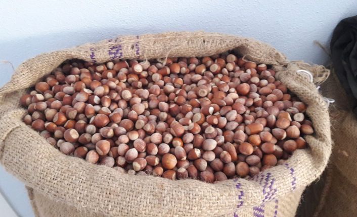 Fındık fiyatı yükselme trendinde