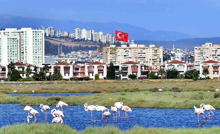 Flamingolar İzmirlileri büyülüyor