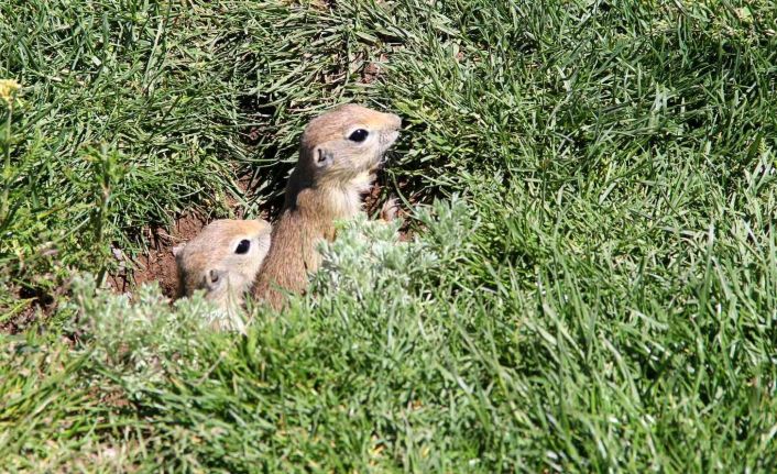 Gelinciklerin kamera şaşkınlığı