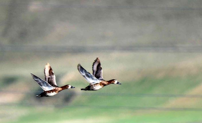 Göçmen kuşların Afrika- Asya yolculuğunun mola noktası: Ekşisu Sazlığı Sulak Alanı