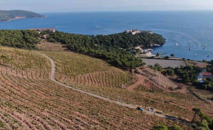 Heybeliada’da yanan ormanlık alan 1. yıl dönümünde eski yeşil görünümüne kavuşuyor