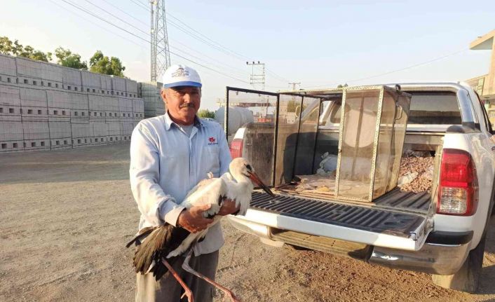 Iğdır’da yaralı halde bulunan leylek, tedavi altına alındı