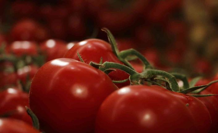 Ilıca domatesi raflardaki yerini aldı