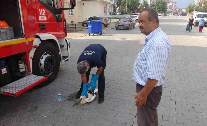 İlk uçuşunda yorgun düşen yavru leyleği yuvasına itfaiye ekipleri bıraktı