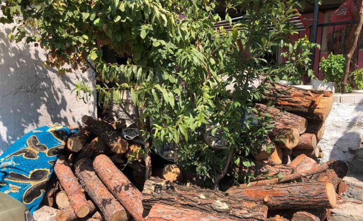 Jandarmanın dikkati ormandan kaçak kesilen 3 ton tomruğu ortaya çıkardı