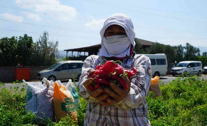 Kahramanmaraş’ta dağıtılan biberde hasat başladı