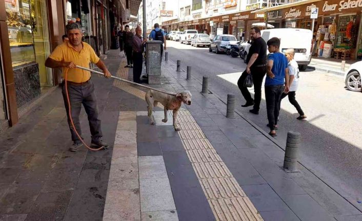 Kilis’te başıboş dolaşan Pitbull yakalanarak barınağa götürüldü