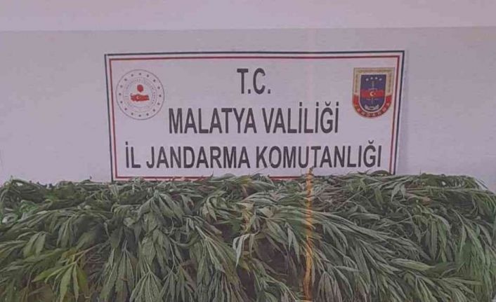 Malatya’da 651 kök kenevir ele geçirildi