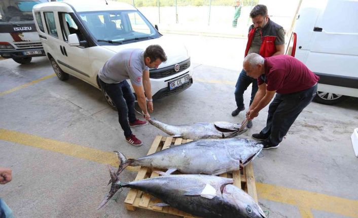 Muğla’da avlanması yasak olan 3 adet mavi yüzgeçli orkinos balığı ele geçirildi