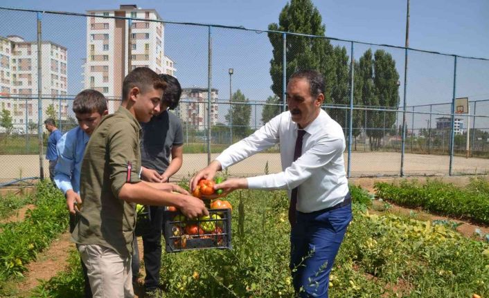 Muş’ta okul bahçesinde yetiştirilen sebzeler ihtiyaç sahiplerine dağıtılıyor