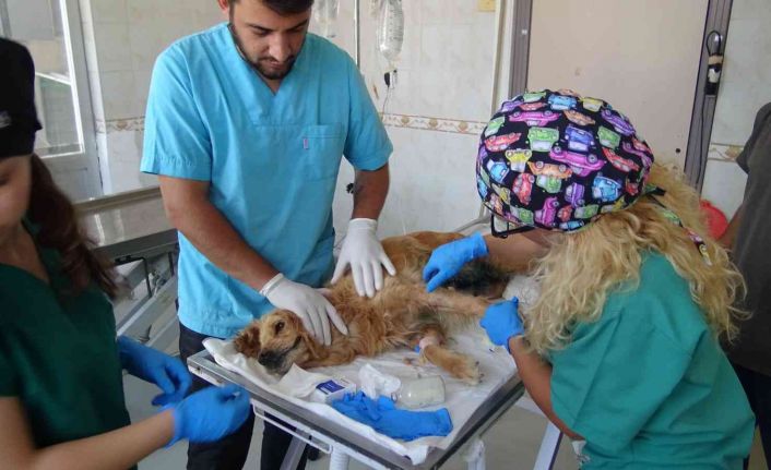 (Özel) Bursa’da ormana bırakılan cins köpeğin meme kanseri tedavisi devam ediyor