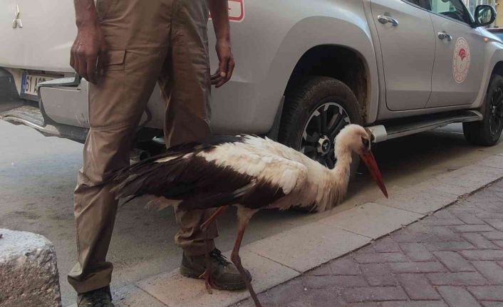 (ÖZEL) Eskişehir’de kursağında çöp kalan kör leylek tedavi altına alındı