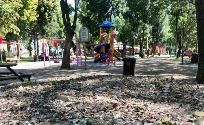 (ÖZEL) Kuş dışkıları bu hale getirdi