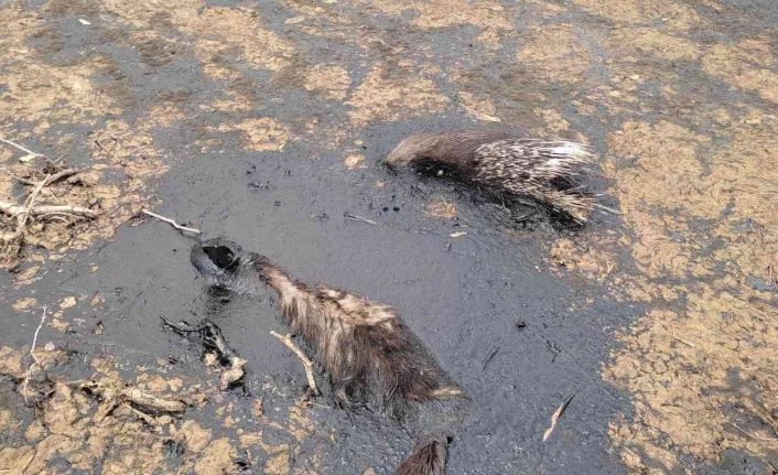 Petrol atığında mahsur kalan nesli tükenmekte olan ’çizgili sırtlan’ telef oldu