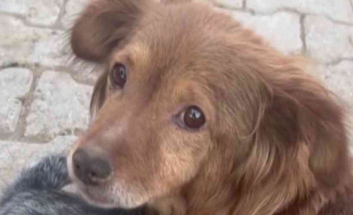 ’Su’ ile ’Ateş’in dostluğu görenleri şaşkına çeviriyor