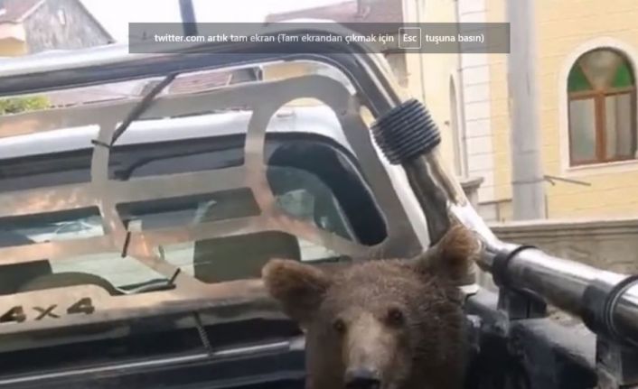 Tarım ve Orman Bakanlığı, fazla acı bal yiyerek bayılan yavru ayının durumunun iyi olduğunu duyurdu