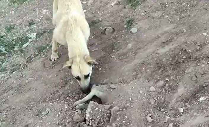 Tedavi olan yavrusu ölünce mezarının başından ayrılmadı