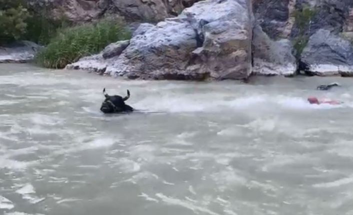 Tonluk boğasıyla Çoruh Nehri’ni yüzerek karşıdan karşıya geçti