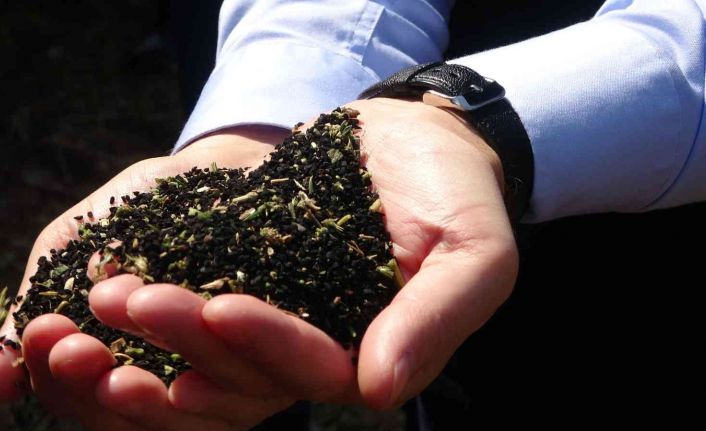 Türkiye çörek otu üretiminin yüzde 32’si Uşak’tan sağlanıyor