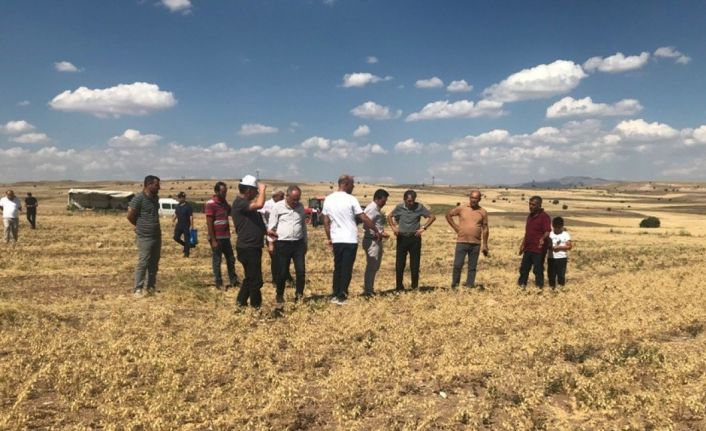 Üreticiye dağıtılan nohutların hasadına başlandı