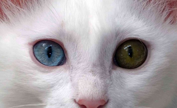 Van kedisinin nesli garanti altına alınıyor