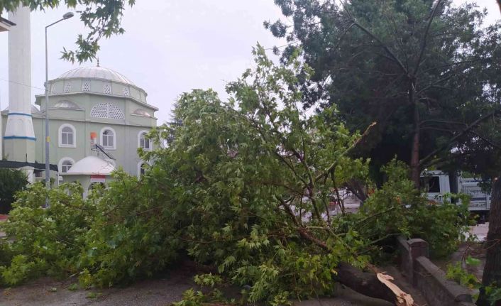 Yağmur ve fırtına ağaçları devirdi