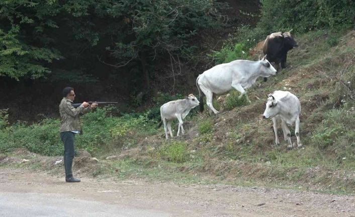 Yalova’da şehre inen vahşi Yörük hayvanları film gibi operasyonlarla yakalanıyor