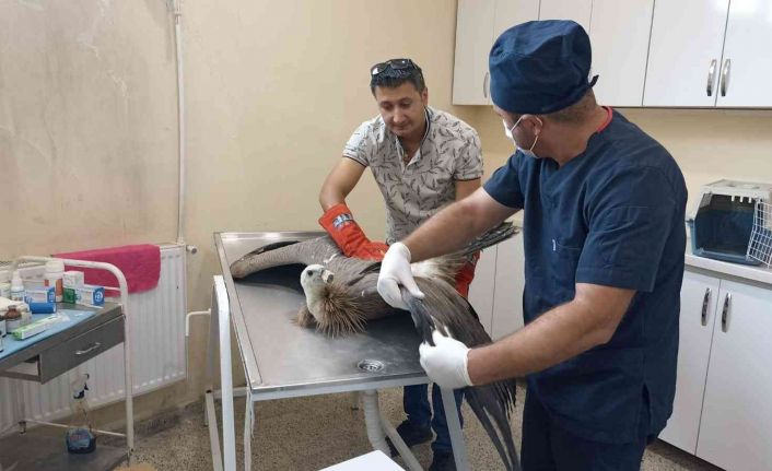 Yaralı akbaba tedavi altına alındı