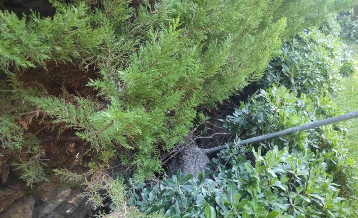 Yaralı domuz için seferber oldular