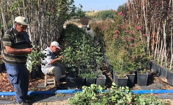 3-4 yılda meyve veriyor... Aşılı harnup fidanı çalışmalarında olumlu sonuç alındı