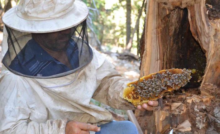 Antalyalı balcılar Toros Dağları’nda firari arıların izini sürerek bal topluyor