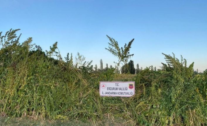 Ayçiçek ve mısır tarlaları arasına ekili olan 1 milyon 650 bin kök kenevir bitkisi ele geçirildi