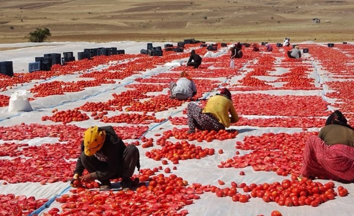 Bitlis’ten Amerika ve Avrupa’ya kurutulmuş domates