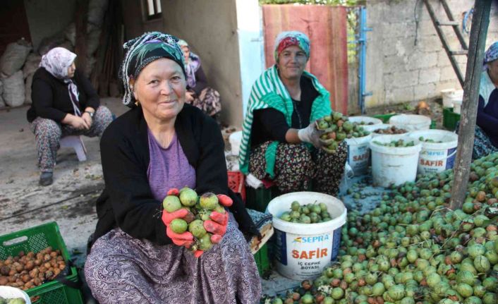 Ceviz hasadı renkli görüntülere sahne oldu, 7 ton ceviz toplandı