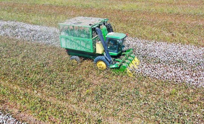 Çukurova’da pamuk hasadı başladı