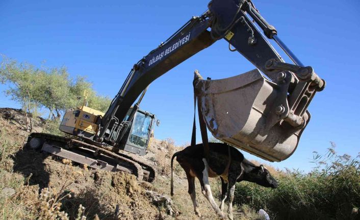 Dere yatağında mahsur kalan inek kurtarıldı