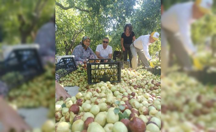 Efeler’in tek kapama hünnap bahçesinde hasat heyecanı