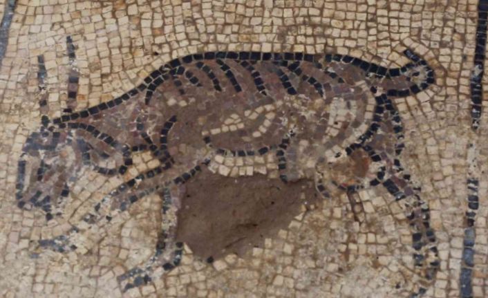 Filistinli çiftçi ağaç dikmek isterken arkeolojik keşif yaptı