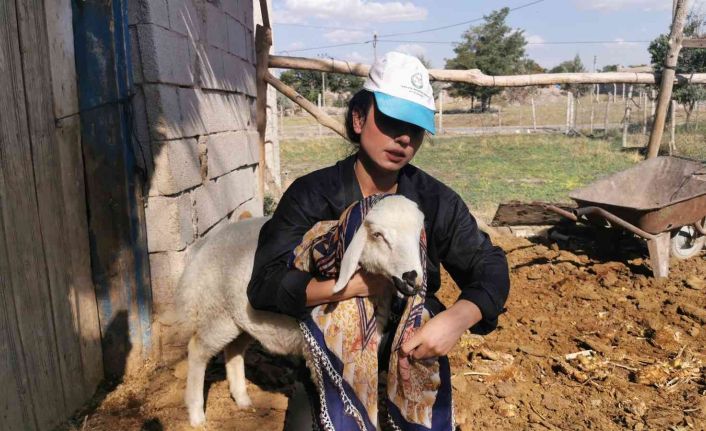 Genç kız kendisine alışamayan koyunlar için babası gibi giyinip türküler söylüyor