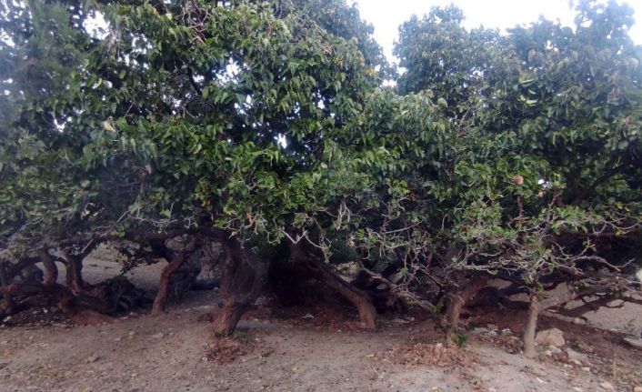 İki bin yıllık dut ağacı görüntüsü ile dikkat çekiyor