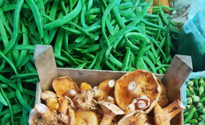 İlk kanlıca mantarı tezgahlarda yerini aldı: Kilogramı 80 TL’den satılıyor