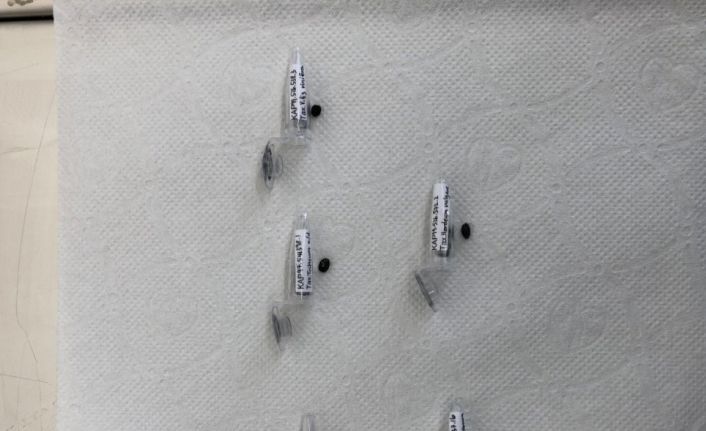 KAEÜ Araştırma Görevlisi Tohum DNA Projesiyle A artı puan aldı